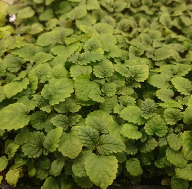 Микрозелень мелисы XXL